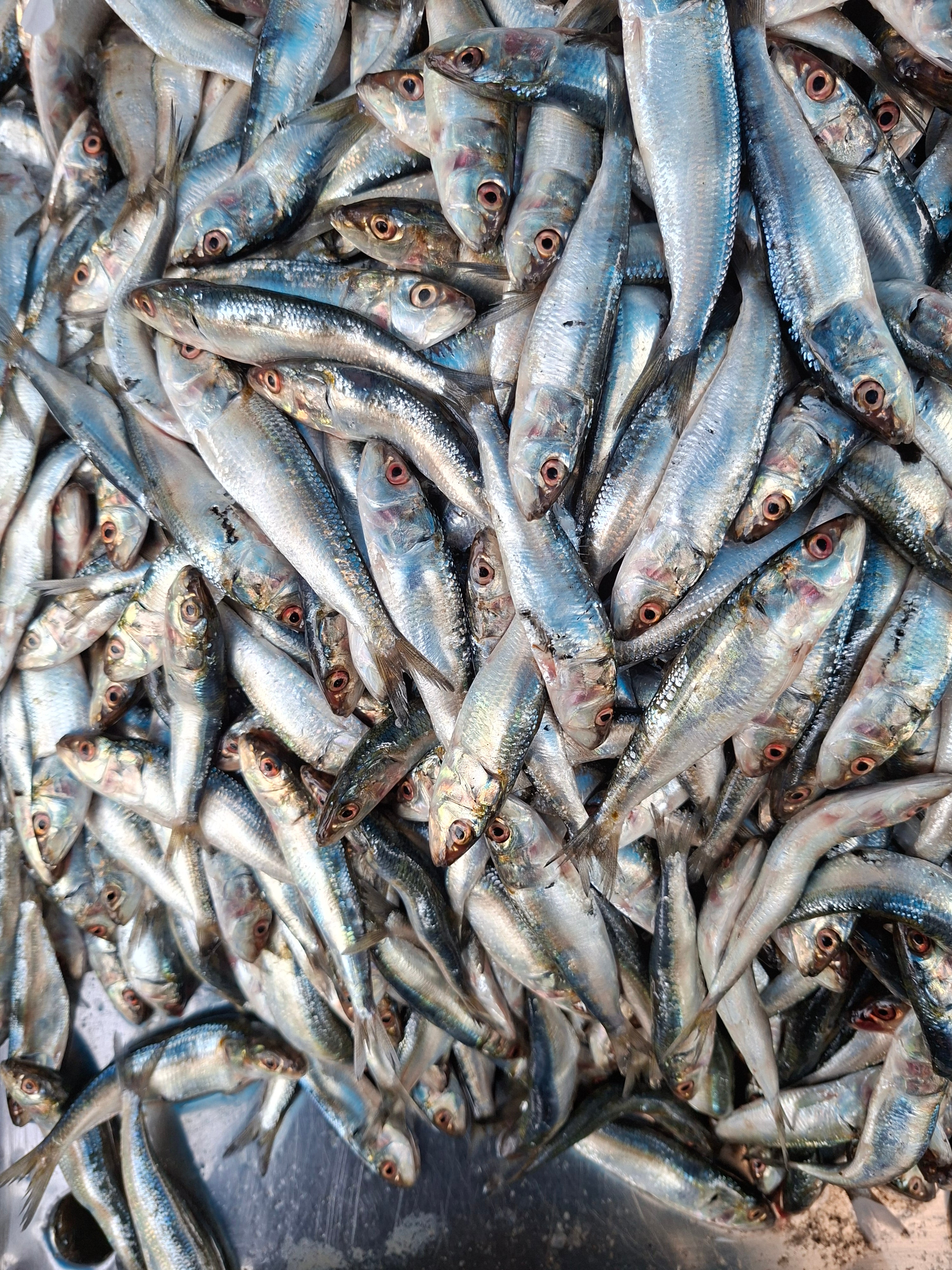 Sardine (മത്തി/ചാള) 1.5KG