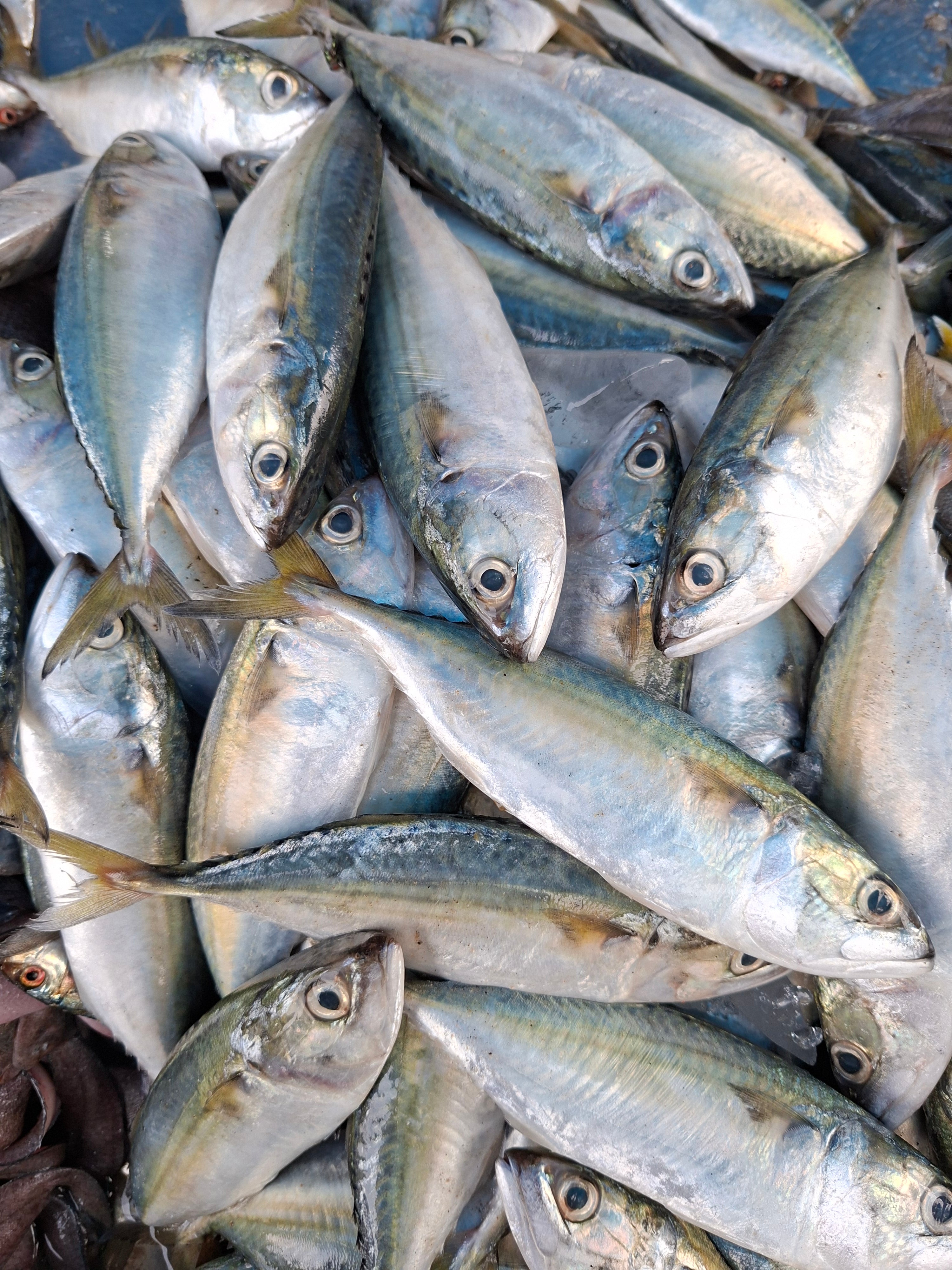 Mackerel small (അയല) Kg