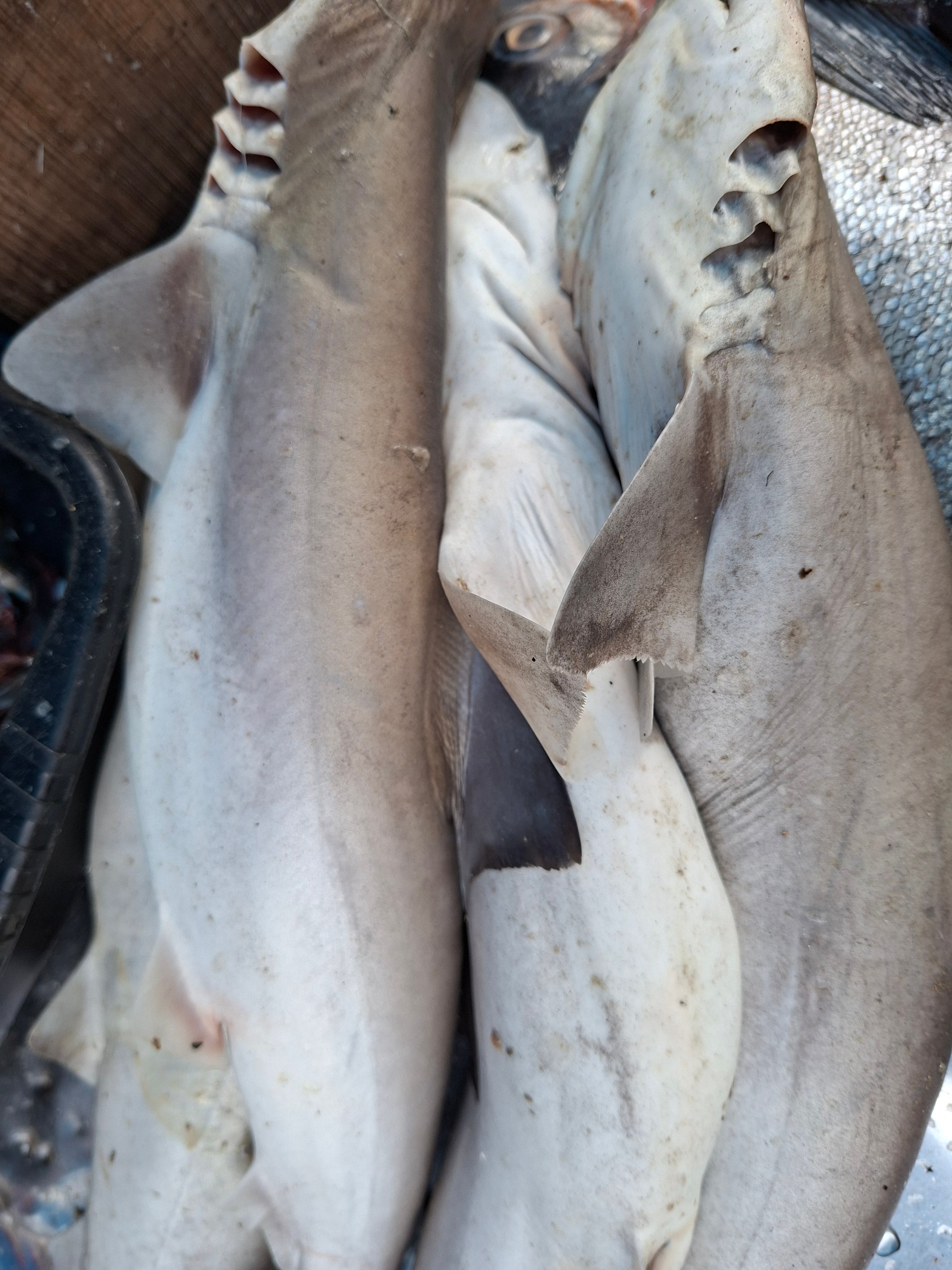 Shark Whole(സ്രാവ്) (price KG)