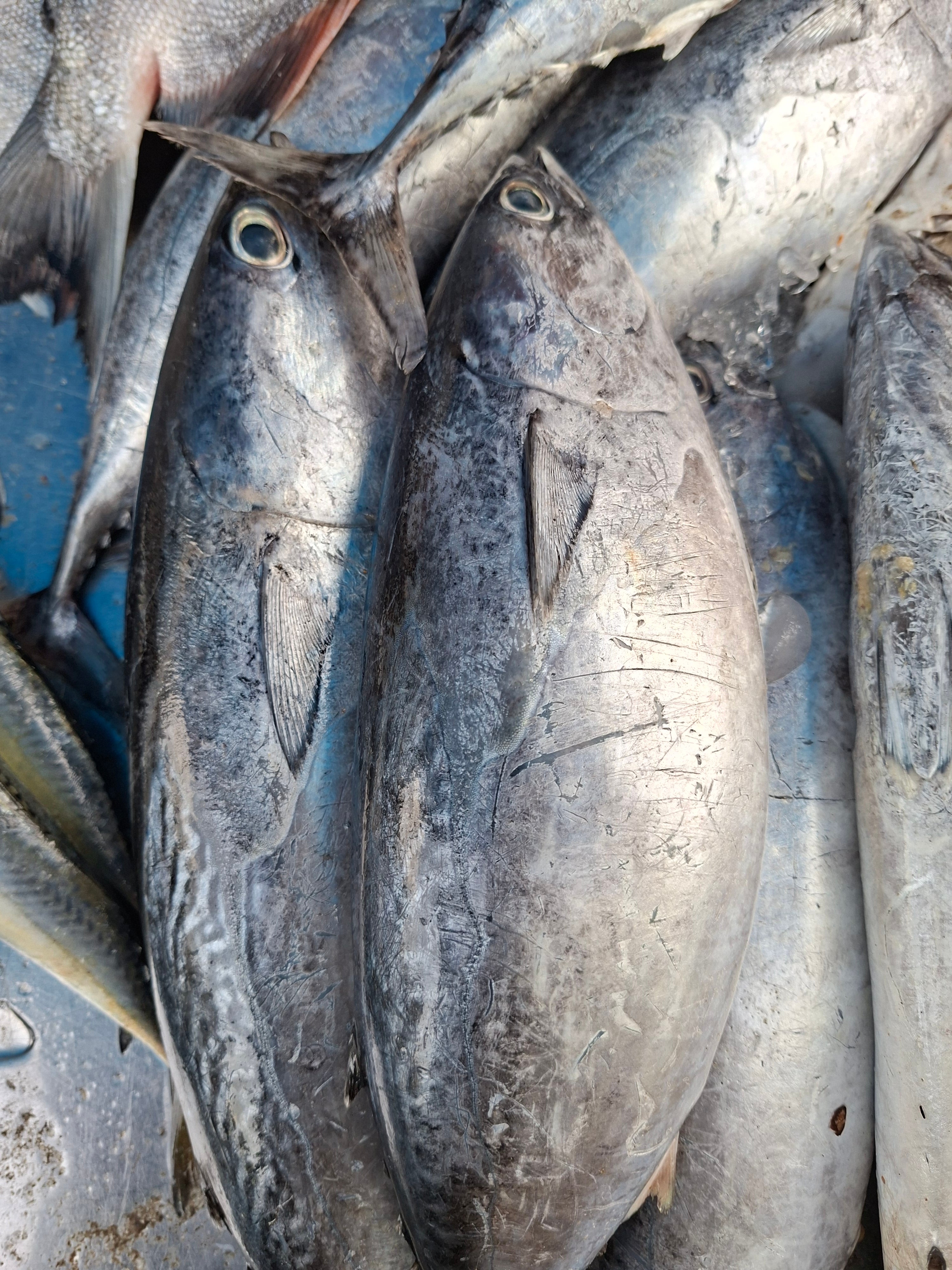 Tuna Whole(സൂദ) (Price KG)