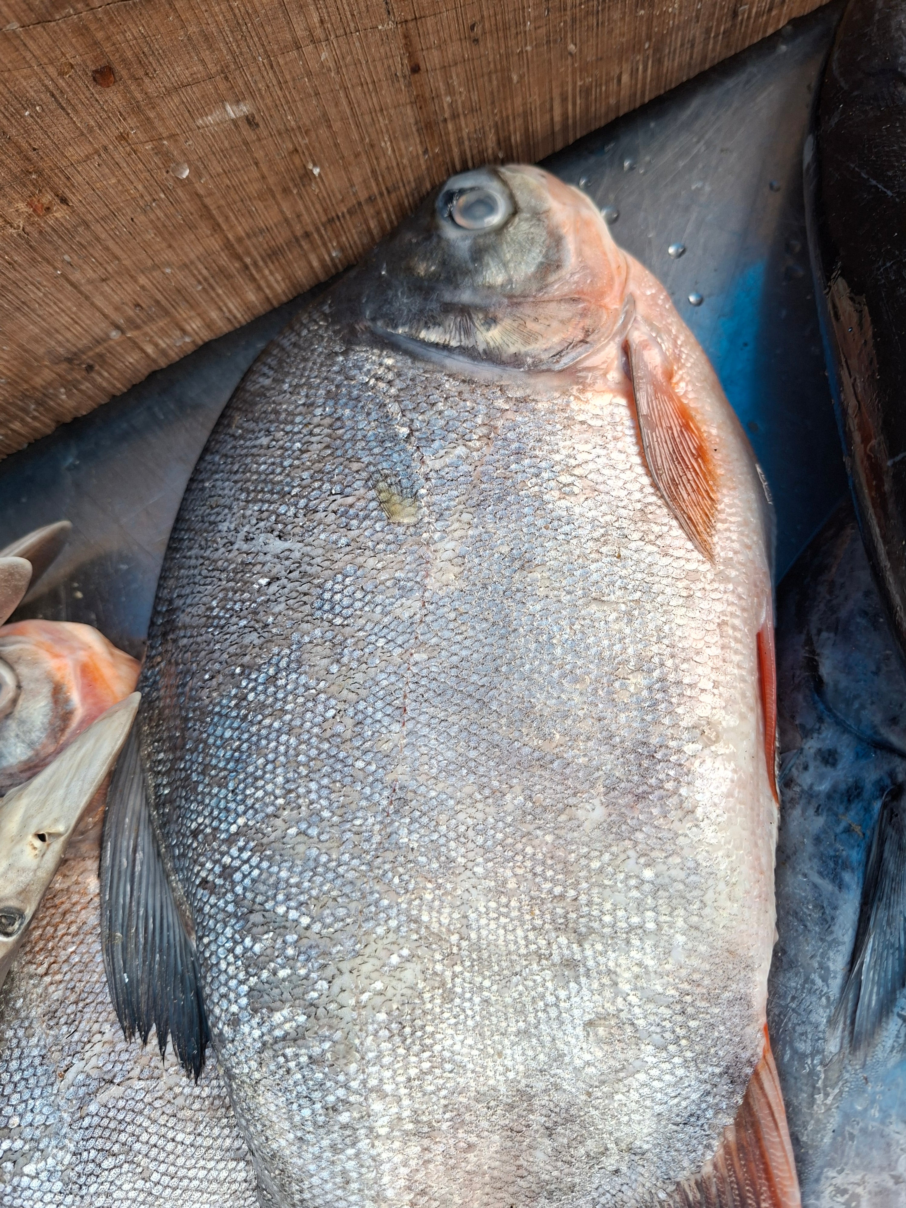 Nutter (നട്ടർ)WHOLE (Price Kg)